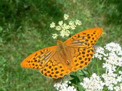 3 Silver Washed Fritillary